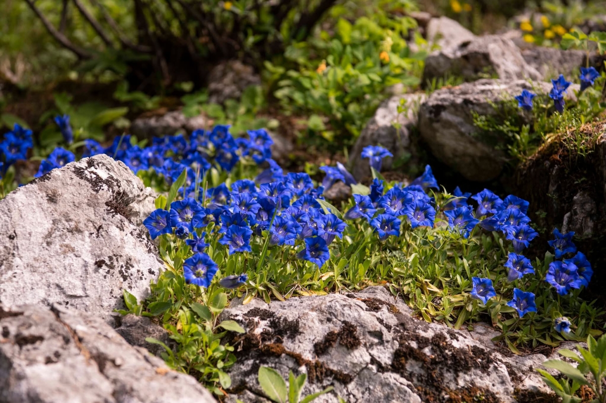 ALPSKI BOTANIČNI VRT JULIANA ODPIRA SVOJA VRATA